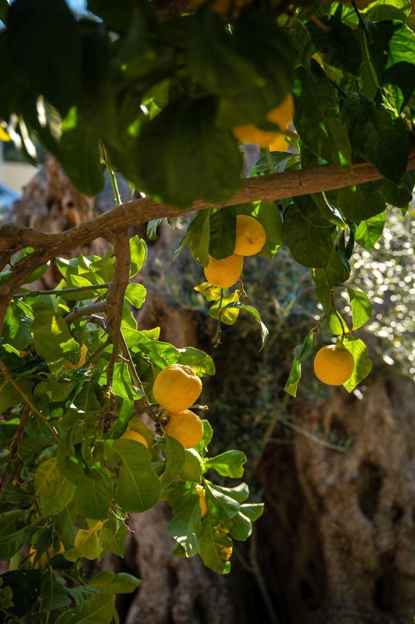 Physis Country House Near Matala Beach & Faistos Kouses Exteriér fotografie